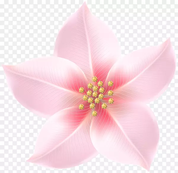剪贴画图像png图片透明花卉装饰
