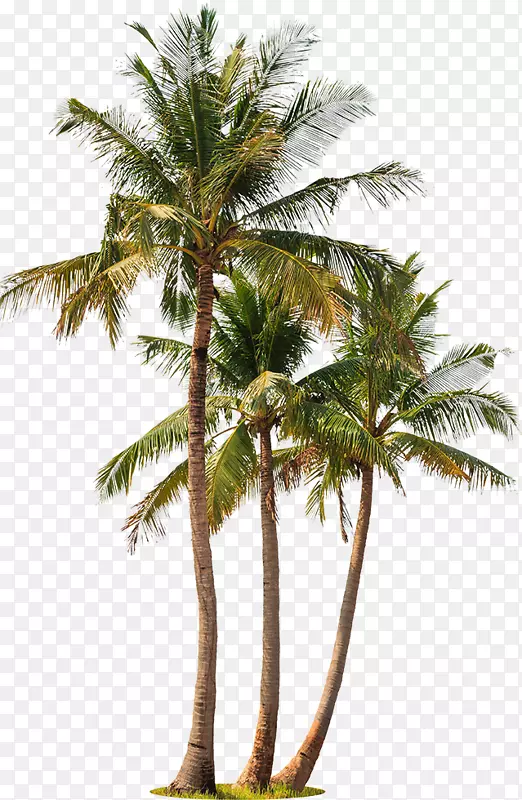 亚洲帕尔米拉棕榈椰子棕榈树芭巴萨摄影-椰子