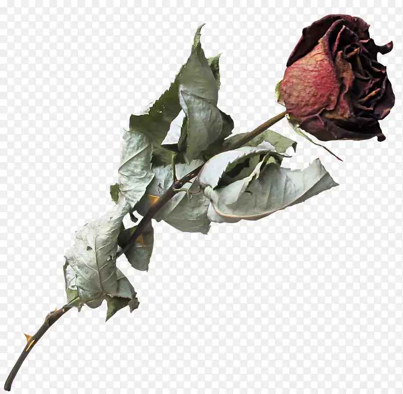 花卉剪贴画png图片玫瑰家庭形象-花