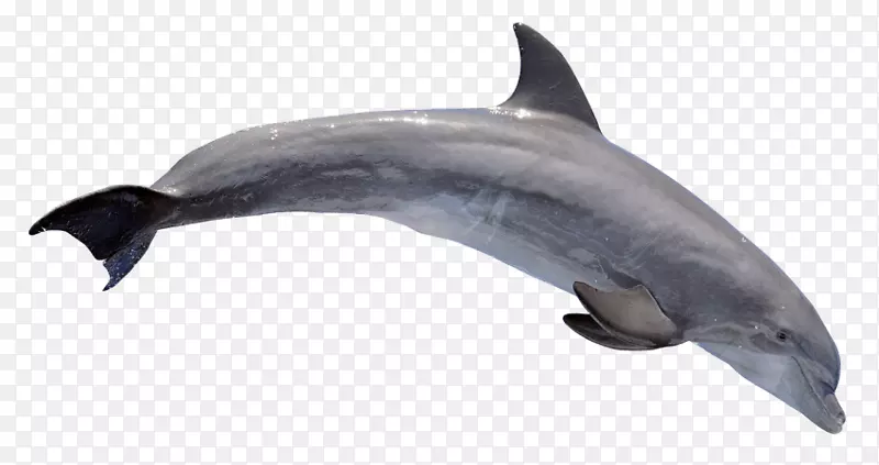 普通宽吻海豚png图片粗齿海豚剪贴画海豚