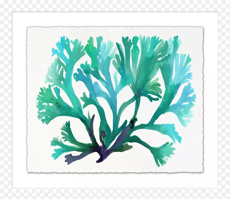 图解叶植物茎艺术水彩画海龟