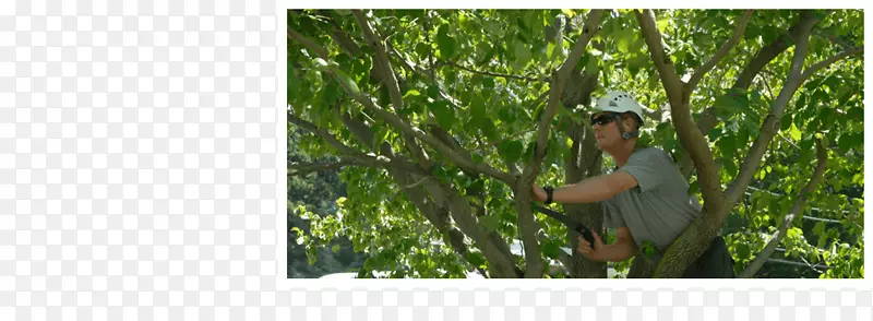 作物艾伦的树木修剪树木护理-哭泣的柳树