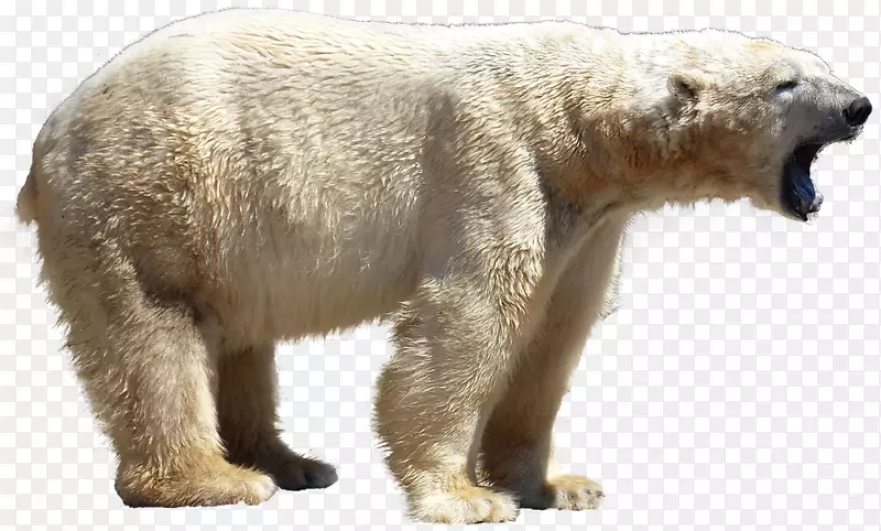 灰熊北极熊剪贴画库
