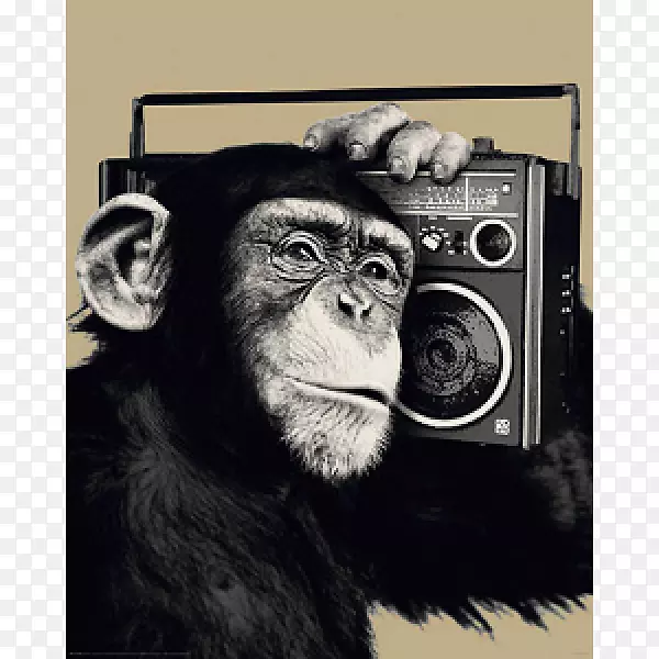 黑猩猩海报猴子灵长类图片-猴子