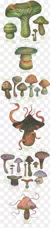 木耳王国蘑菇图解-蘑菇