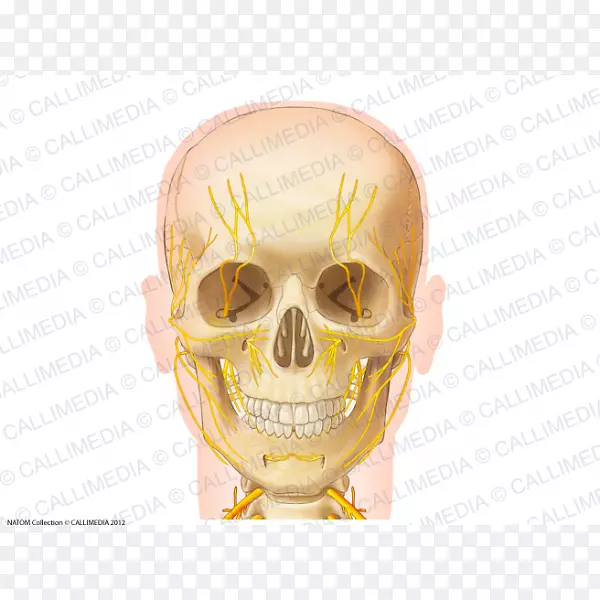 颅骨解剖神经颧骨颈颅骨