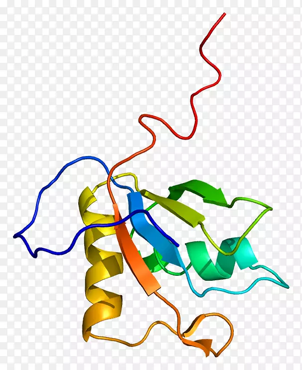 matr 3蛋白基因核基质染色体5