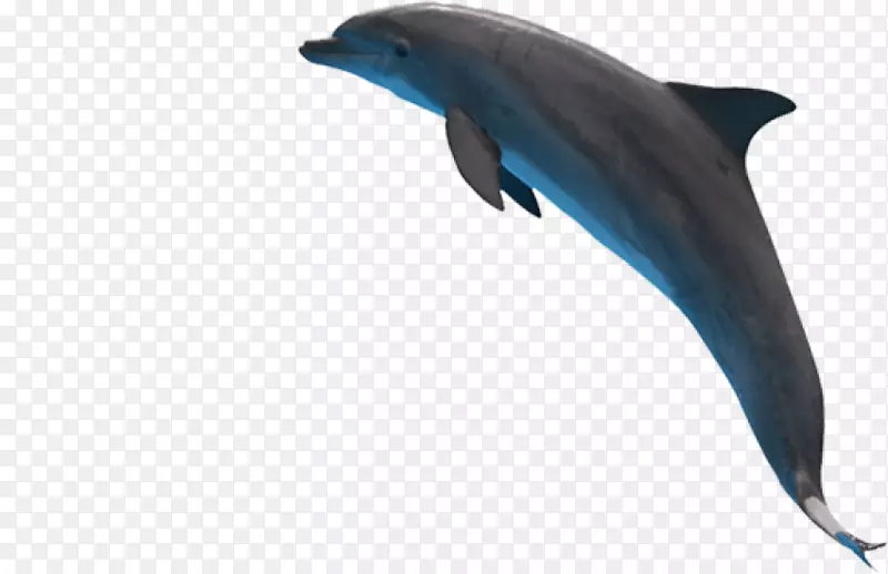 普通宽吻海豚短喙普通海豚png图片粗齿海豚批发海豚