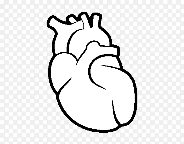 绘制人类心脏智人-心脏