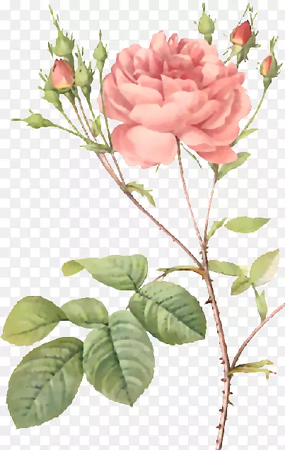 玫瑰皮埃尔约瑟夫雷德(1759-1840)苔藓植物学插图-水彩插图花