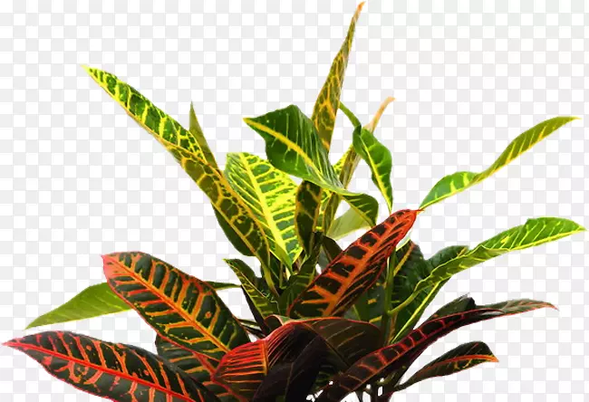 热带植物，png图片，土坯，光铺，热带花园-植物