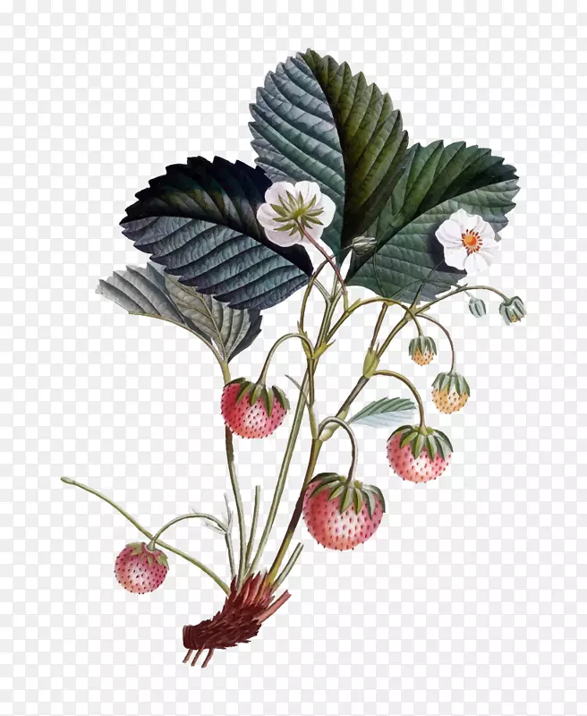 植物插画花卉植物-草莓