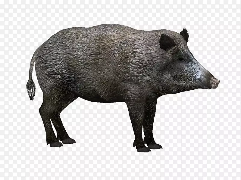 野生野猪动物园大亨2只猪和猪夹艺术