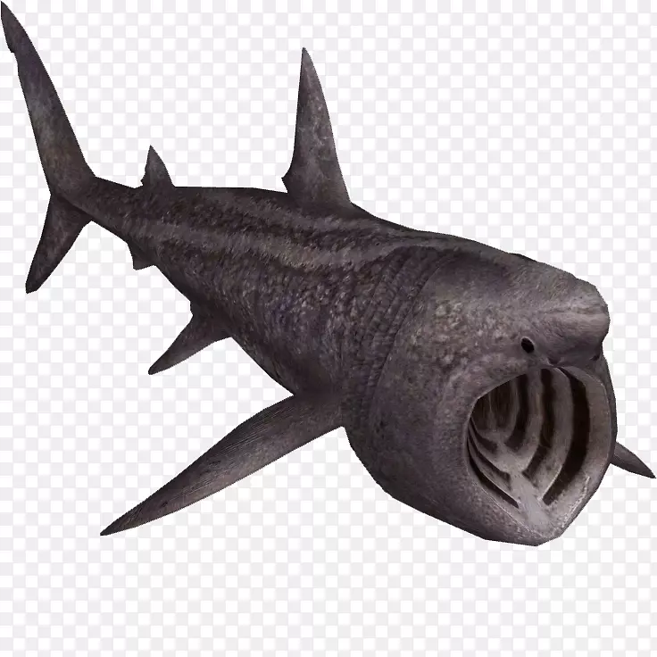 动物园大亨2安魂曲鲨鱼角形纲沐浴鲨鱼