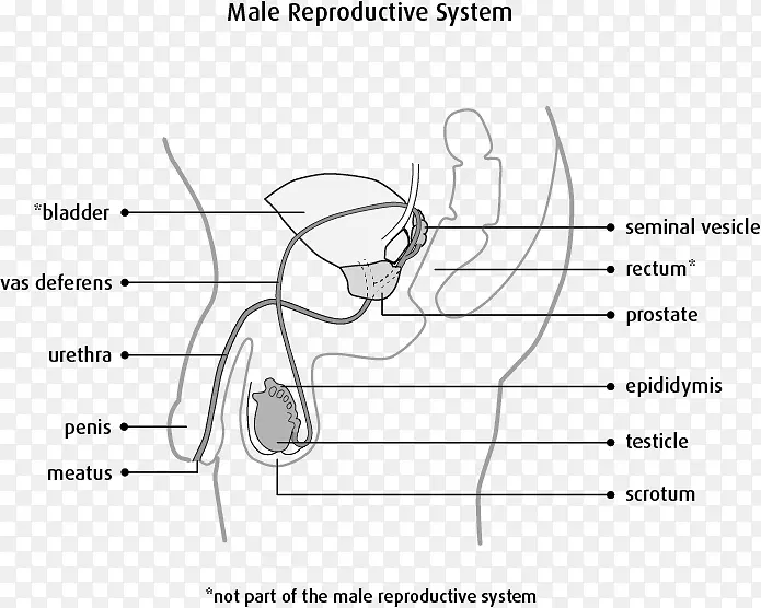 女性生殖系统阴囊