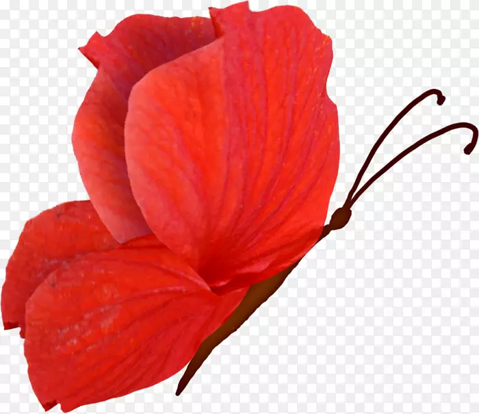 美丽的蝴蝶红色帝王蝴蝶：生物与保护剪贴画-蝴蝶