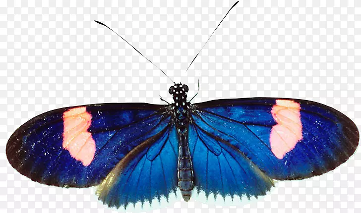 毛茸茸的蝴蝶，有翅膀的蝴蝶，飞蛾，钴蓝蝴蝶