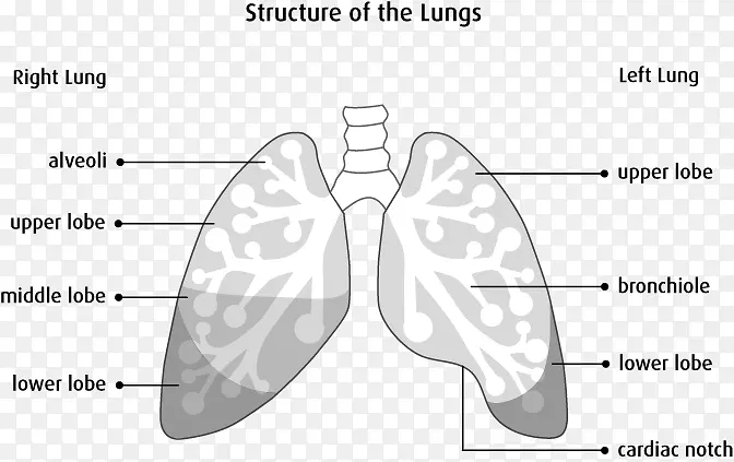 肺解剖生理学-人体呼吸系统