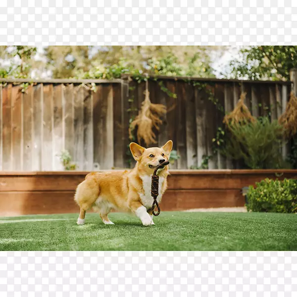 彭布罗克威尔士科吉犬培育服从训练草坪玩具狗
