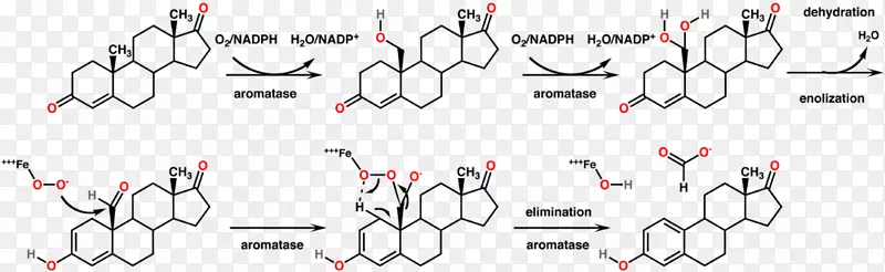 芳香化酶战壕酮分子甾体酮