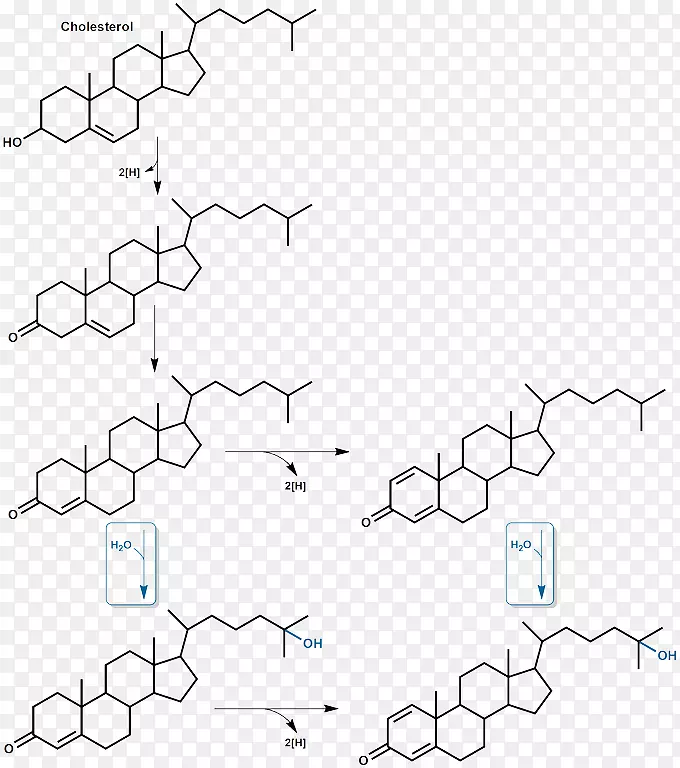 类固醇激素化学肾上腺