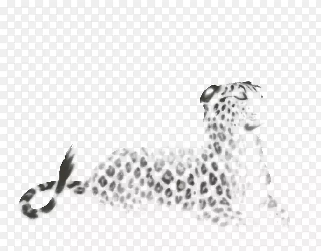 猎豹美洲豹猫科狮子黑白分明