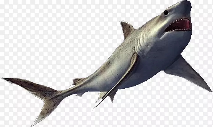 爬行动物脊椎动物？鲭鱼鲨鱼-鲨鱼牙齿