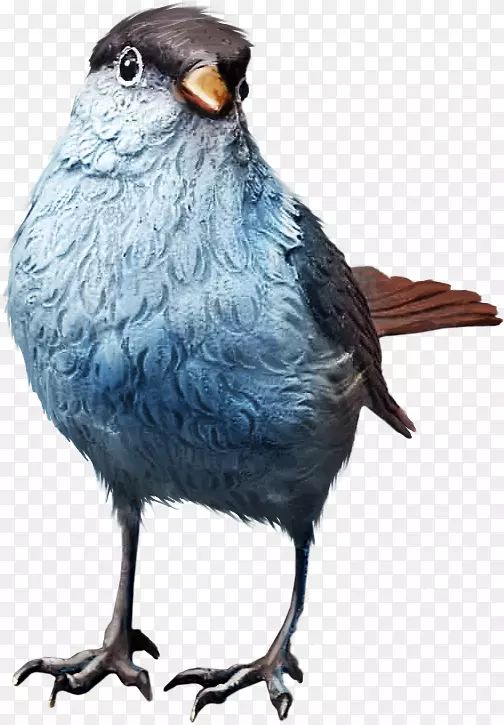 美洲麻雀鸟脊椎动物鸟