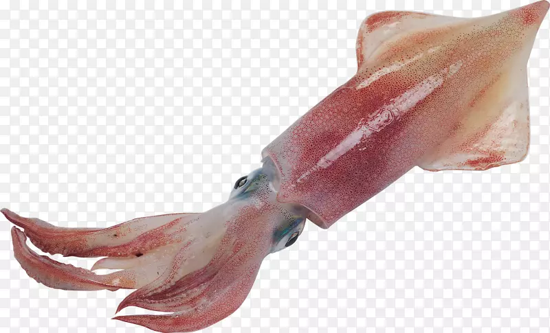 欧洲鱿鱼章鱼头足类巨型鱿鱼