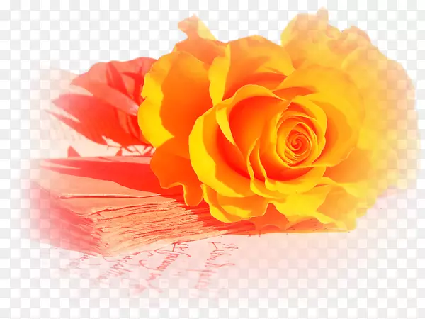 花园玫瑰桌面壁纸图片黄玫瑰