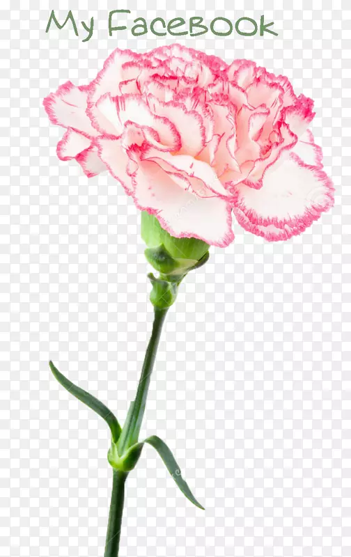 花园玫瑰，康乃馨，粉红色切花-白色康乃馨