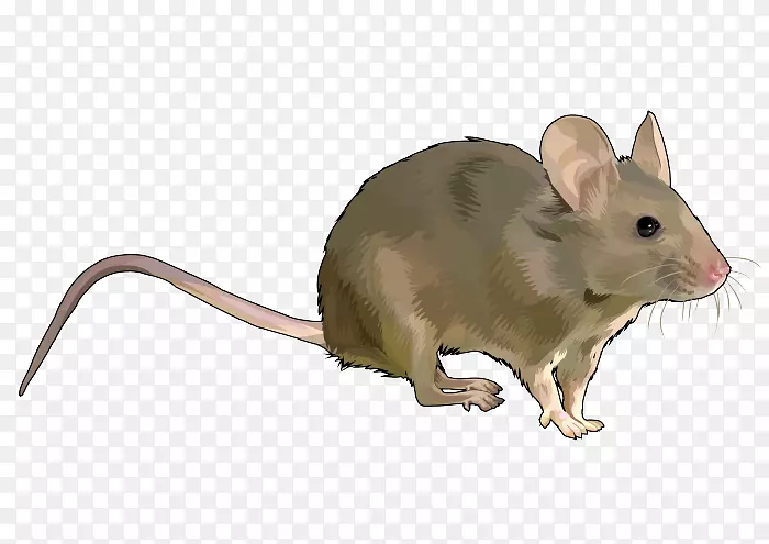 鼠、鼠