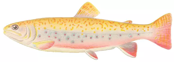 鲑鱼溪鳟鱼剪贴画