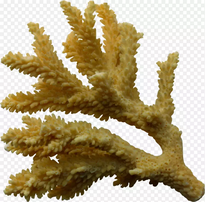 珊瑚剪贴画