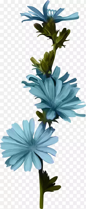 切花，植物茎，菊苣，花瓣，蓝花，水彩