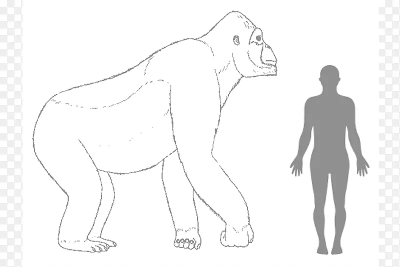 大猩猩巨猿类人猿-大猩猩