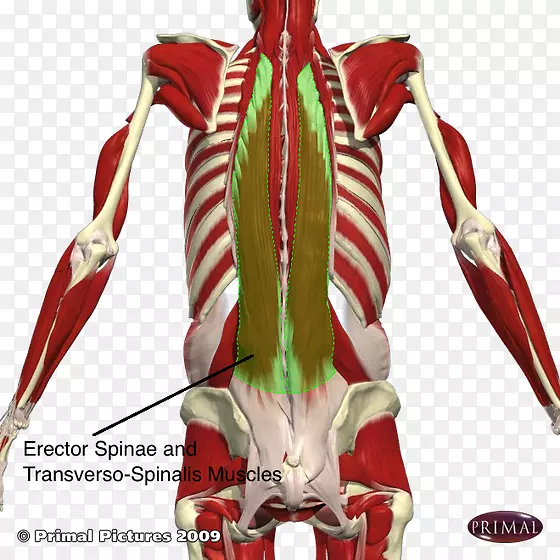 [医]棘肌、脊柱、髂腰横肌、直肌、棘肌