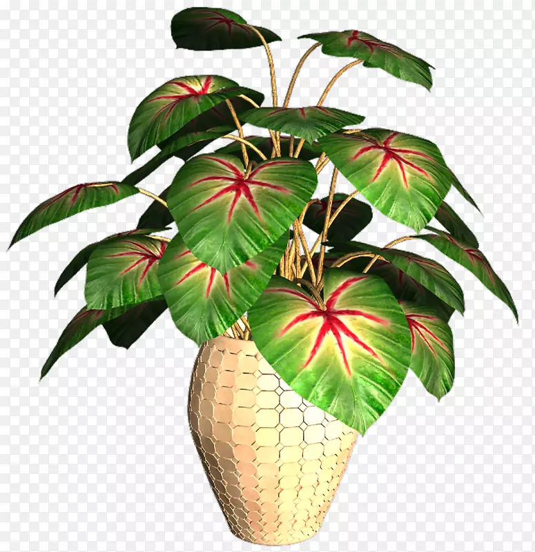 GIF动画花盆图像共享-黄瓜植物
