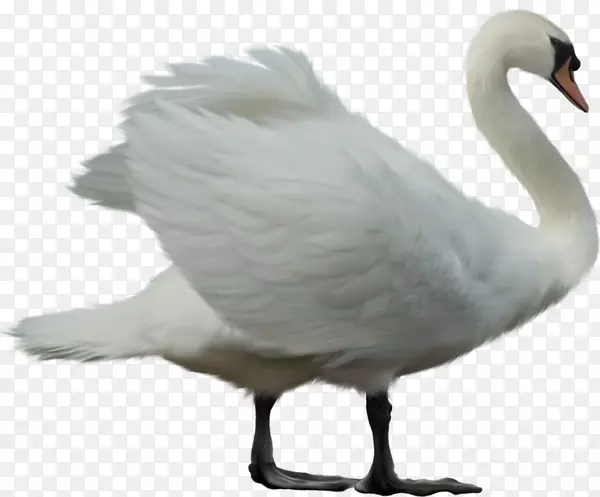 Cygninipng图片cisnes y gansos剪贴画adobe