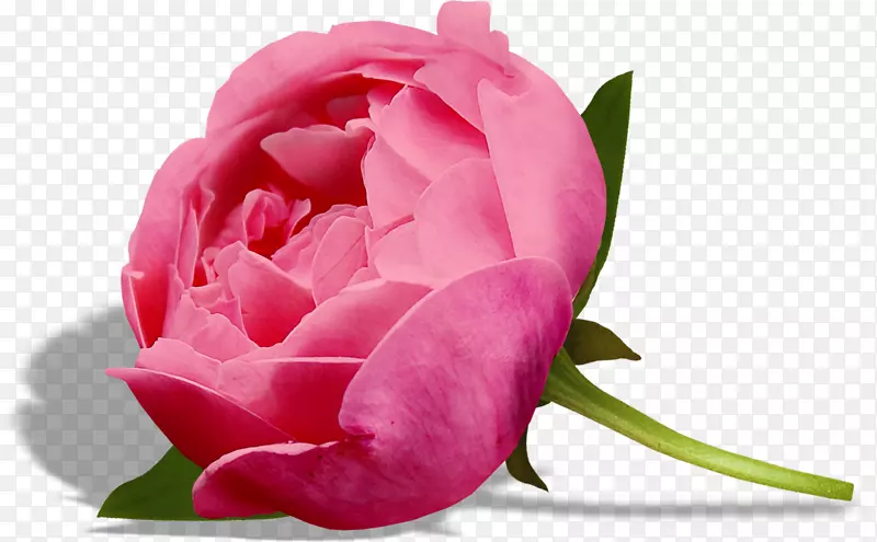 花园玫瑰剪贴艺术卷心菜形象粉红色花