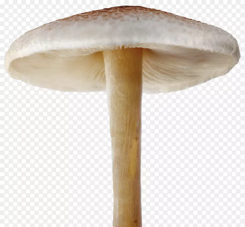 png图片蘑菇剪贴画图像透明度.蘑菇