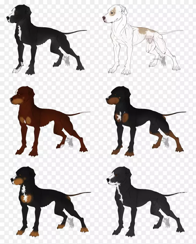 Saluki犬饲养猎犬-成熟的法国斗牛犬