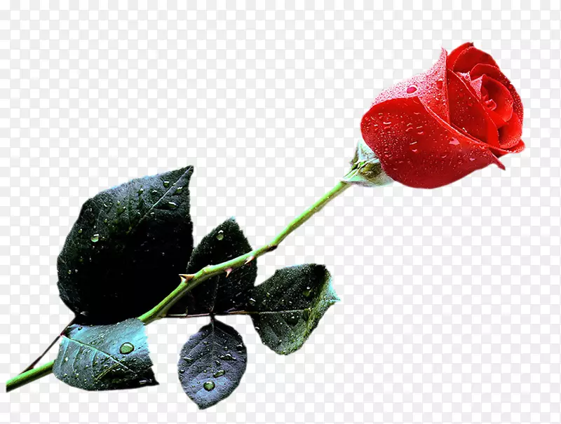 剪贴画玫瑰png图片桌面壁纸图像-玫瑰