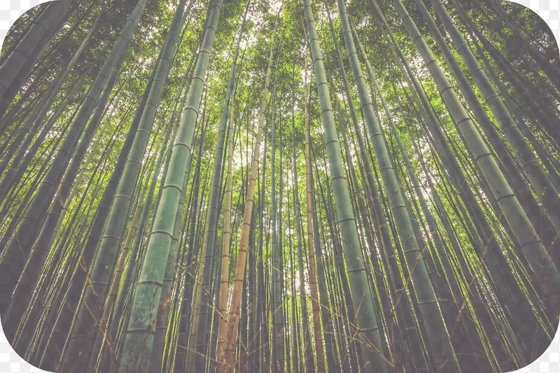 竹子自然环境自然资源植物.竹子