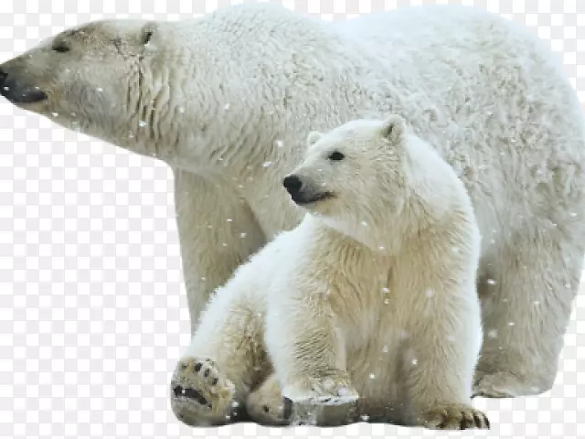 北极熊棕熊北极熊白色png图片剪辑艺术北极熊