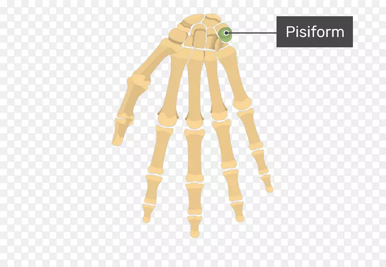 腕骨人体骨骼解剖人体手