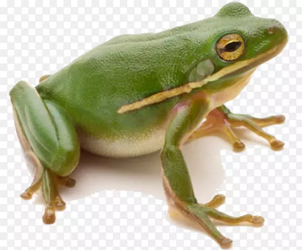 青蛙的生命周期蜥蜴蝌蚪-青蛙