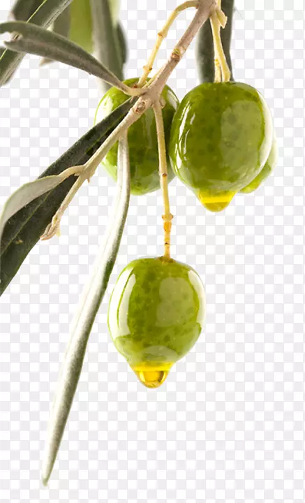 橄榄油可以储存照片中的橄榄枝-橄榄