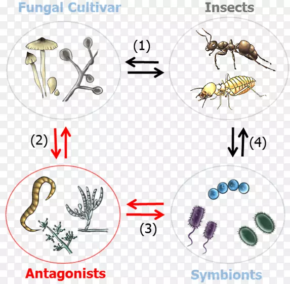 昆虫共生昆虫-植物互作微生物-昆虫