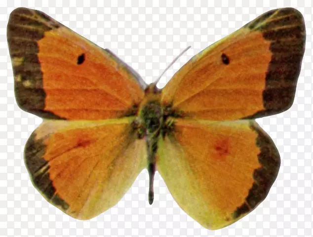 乌云密布的黄毛蝴蝶，毛茸茸的蝴蝶，羽翼蝶蛾，蝶-推广主题